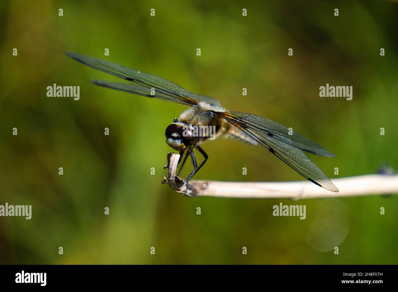 Selective focus shot of a dragonfly perched on a stick Stock Photo - Alamy
