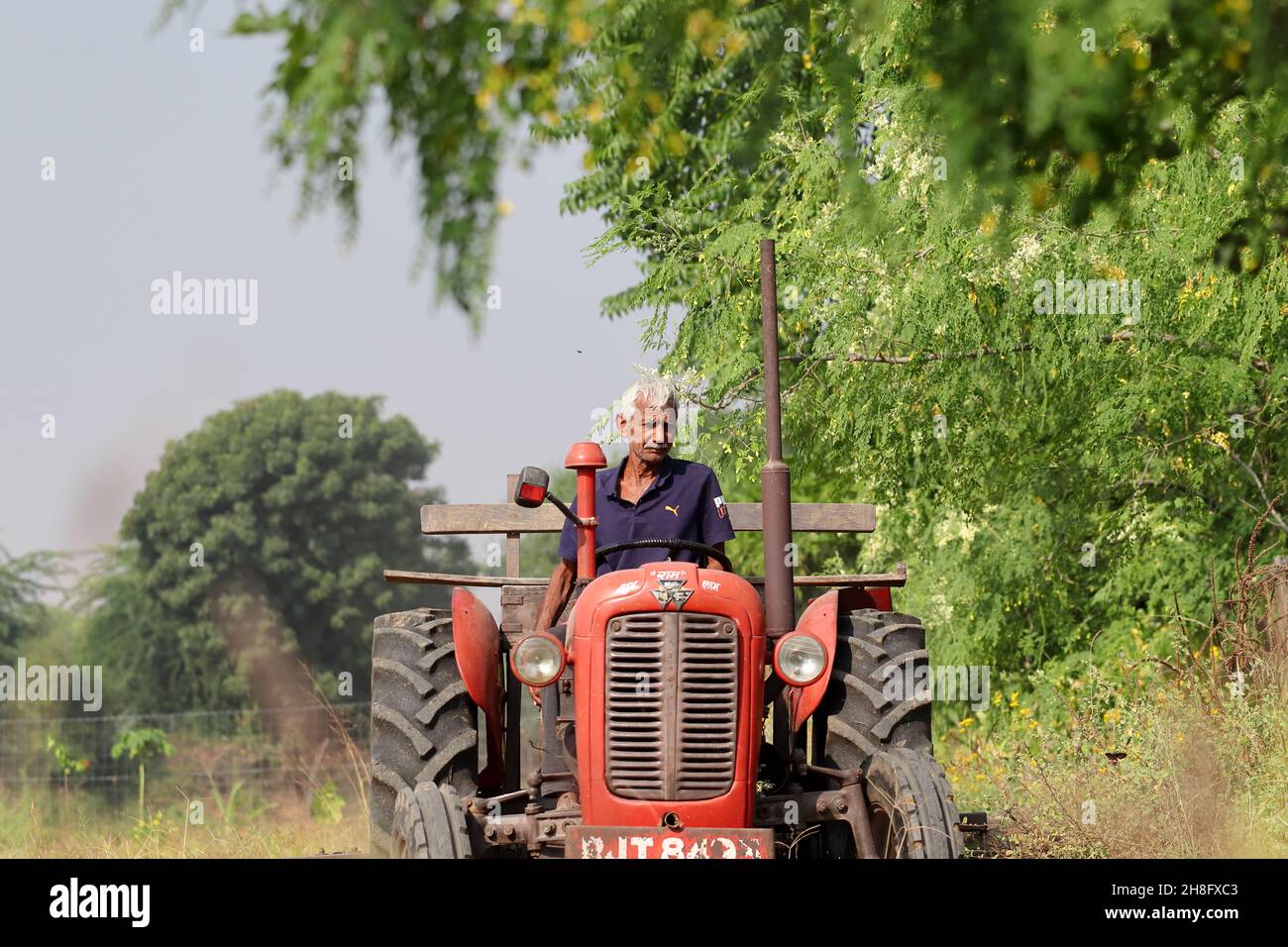 An Indian male senior farmer plowing the field with the help of a tractor plow Stock Photo