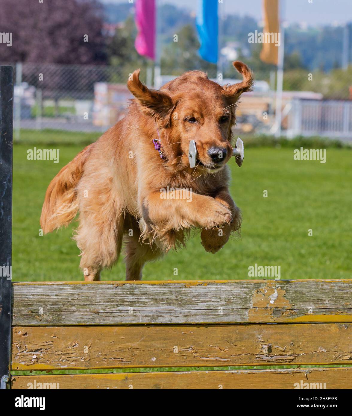 Golden retriever jumping over fence hi-res stock photography and images ...