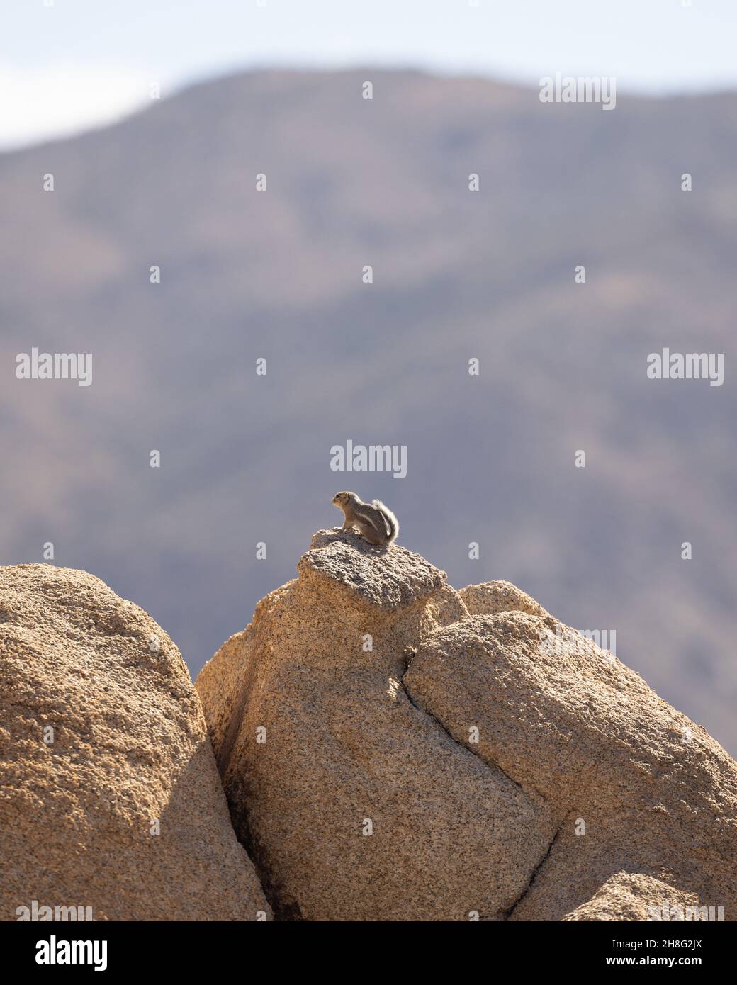 Cute small chipmunk on rocks at Joshua tree, CA Stock Photo - Alamy