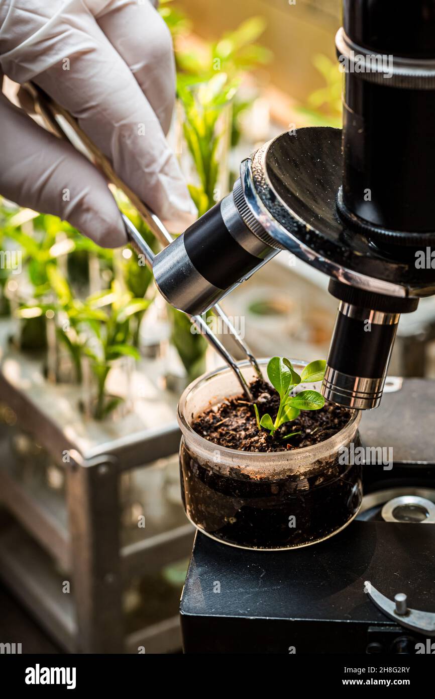 Chemical laboratory exploring new methods of plant breeding. Practical chemistry classes. Stock Photo