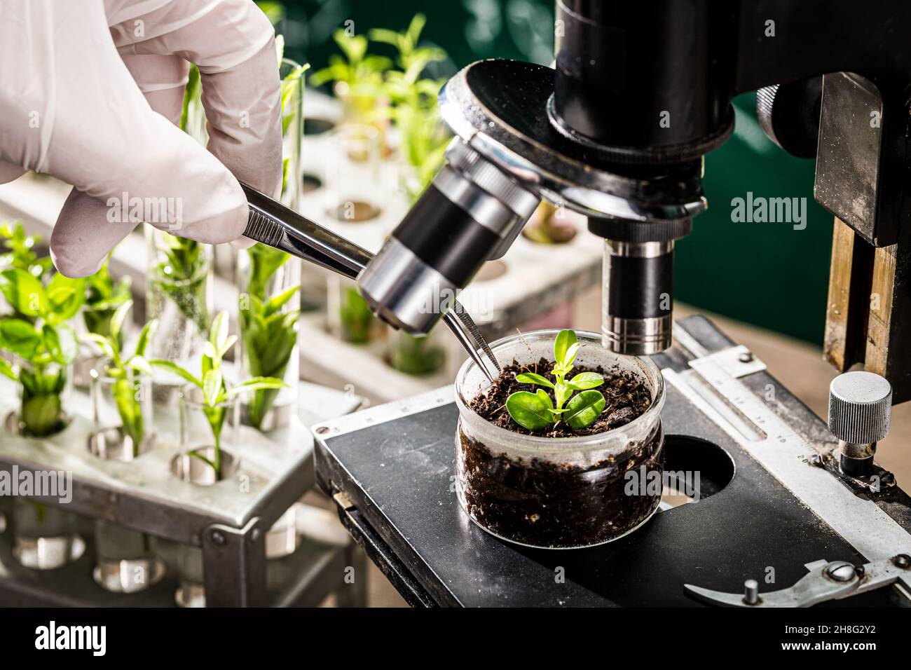 School laboratory exploring new methods of plant breeding. Practical chemistry classes. Stock Photo