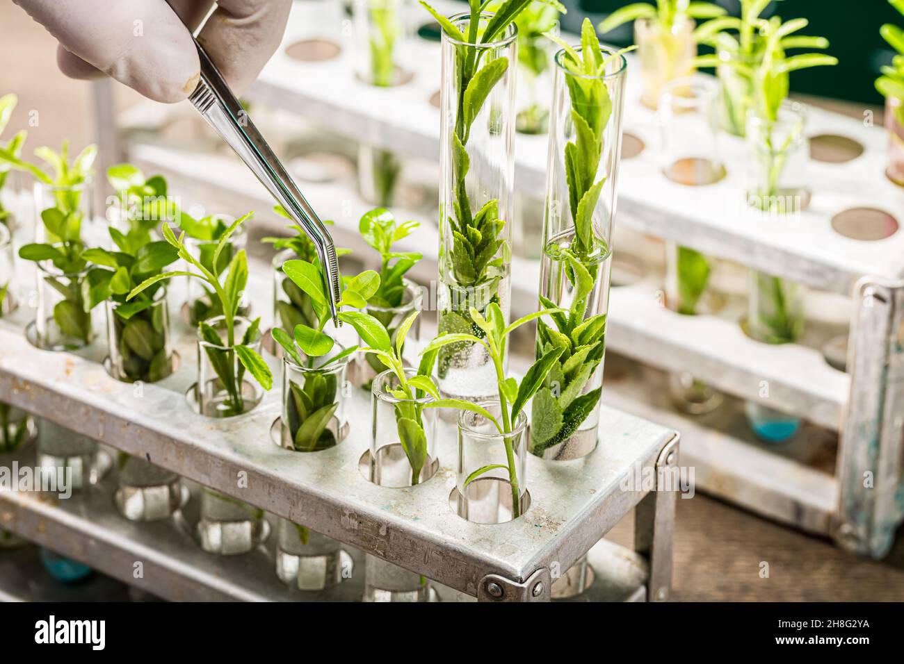 School lab exploring new methods of plant breeding. Practical chemistry classes. Stock Photo
