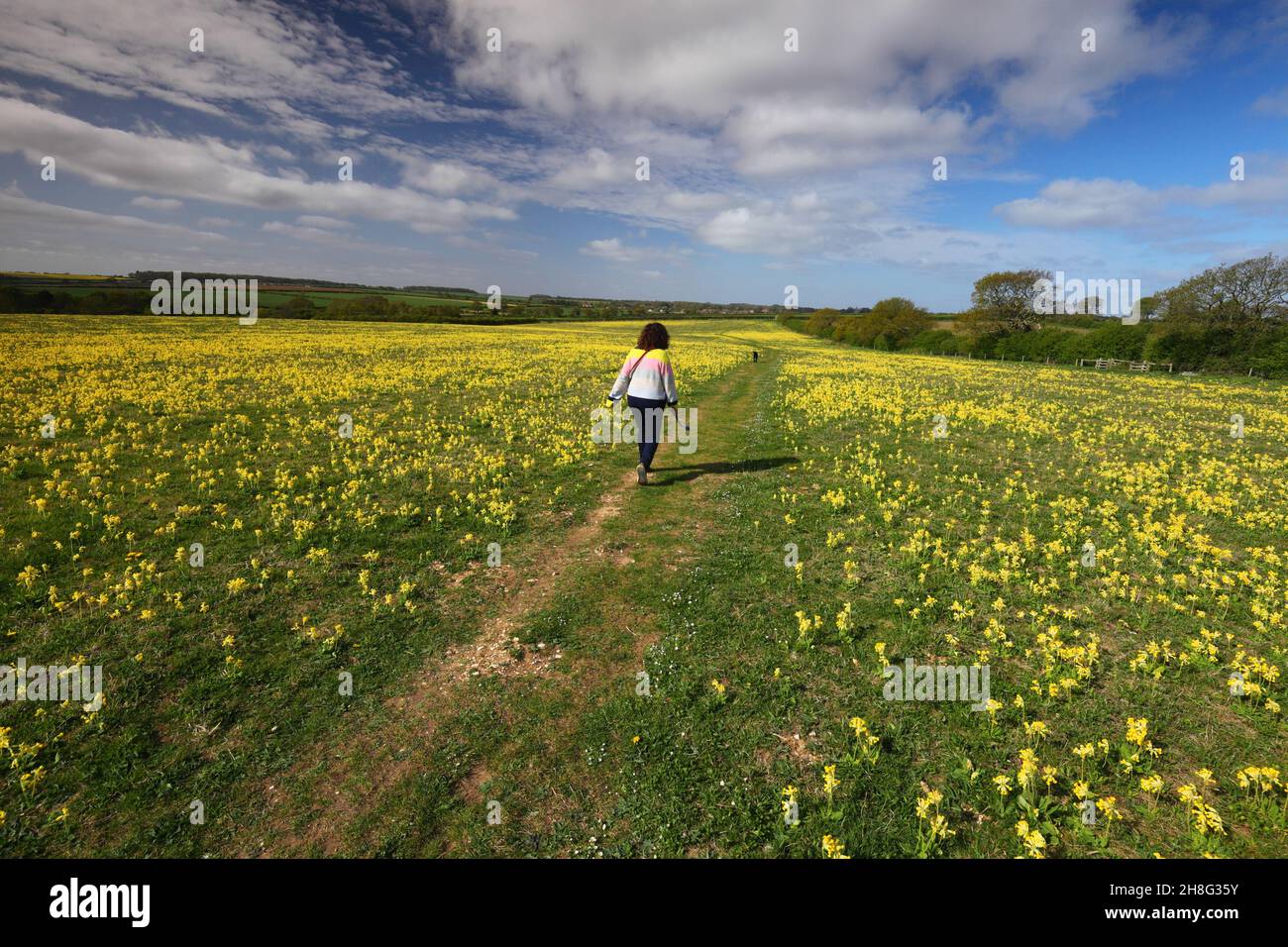 Woman and black Labrador walking through a cowslip meadow Ringstead, Norfolk, UK. Stock Photo