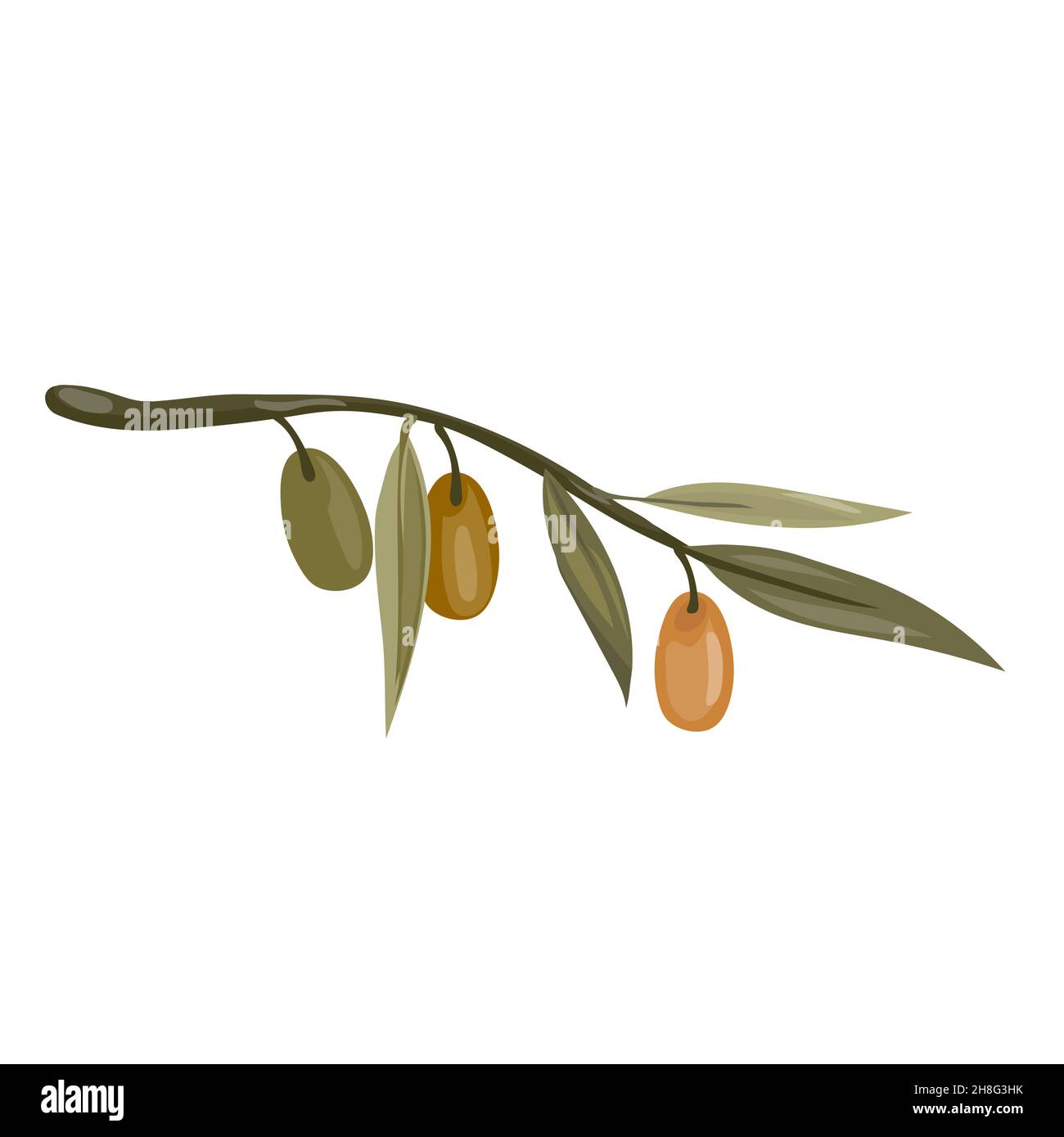 Olive tree branch with olives, flat vector illustration isolated on ...