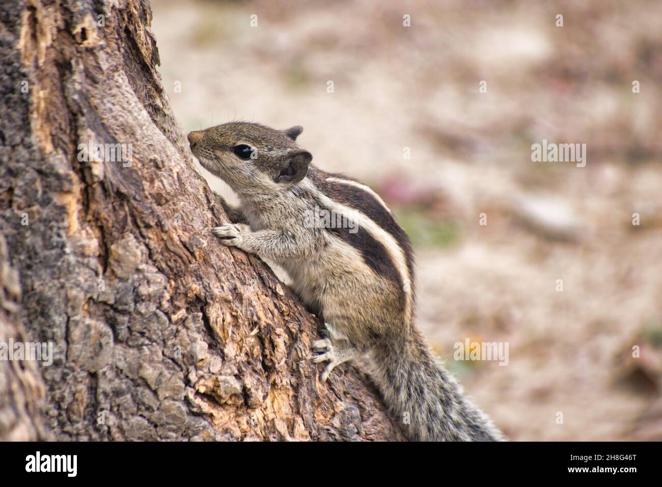 Squirrels are members of the family Sciuridae, a family that includes small or mediumsize