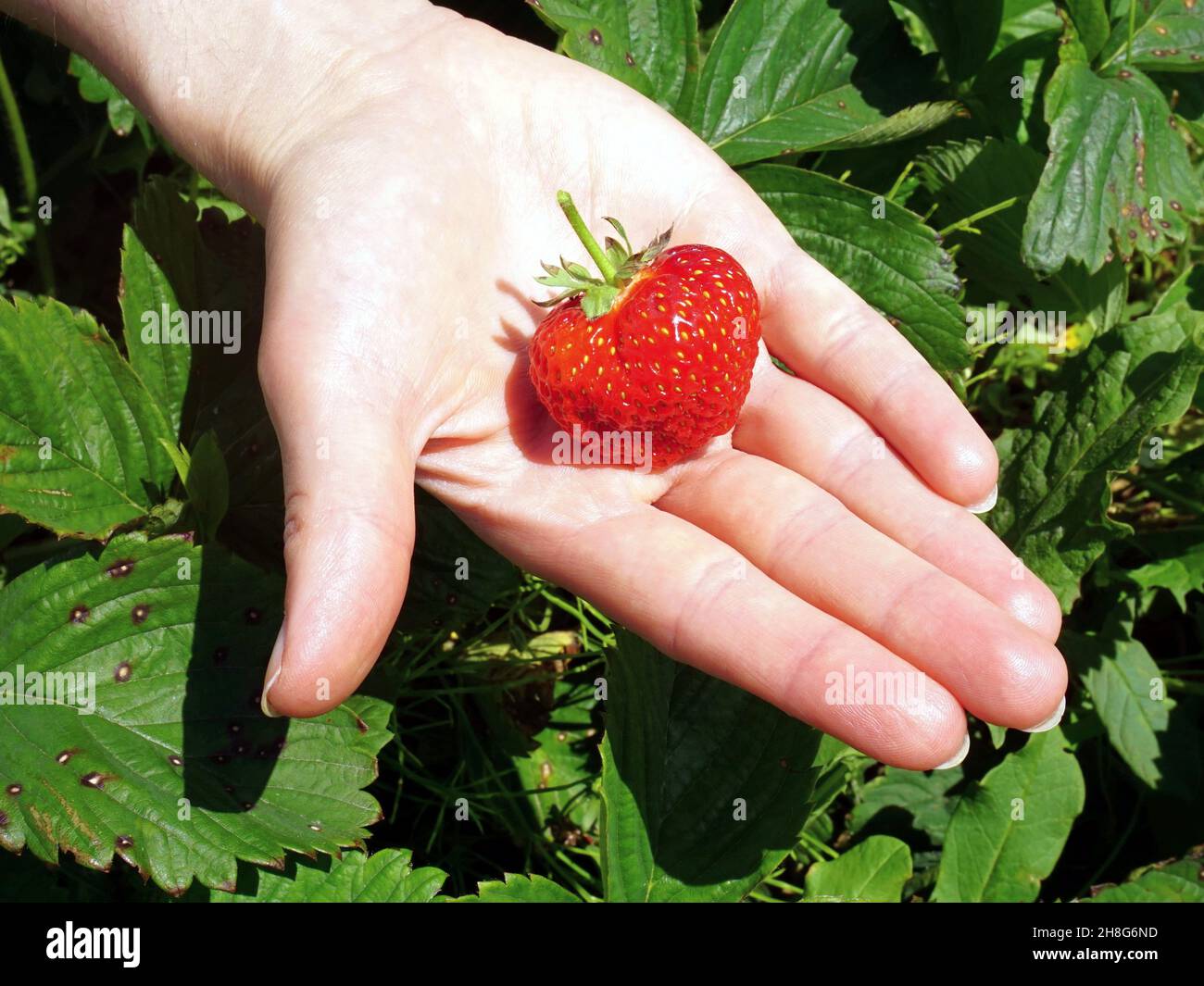 Fresh strawberry straight from the field lays on girls hand Stock Photo