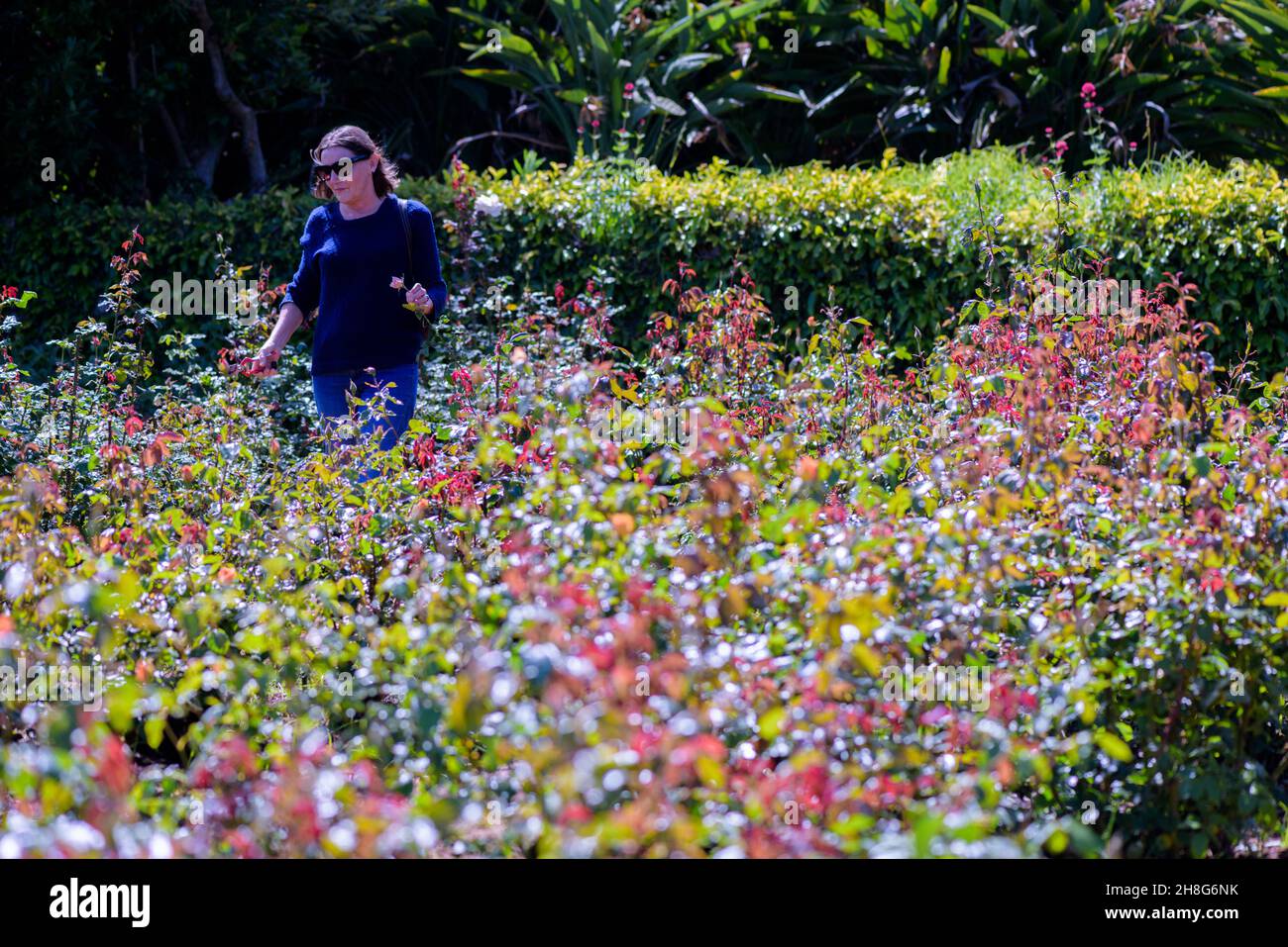 Picking your own roses at Cape Town's Chart Farm in the South African