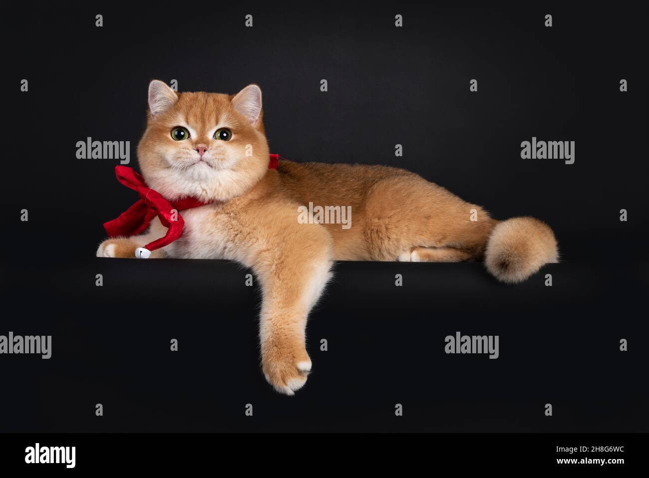 Excellent golden shaded British Shorthair cat kitten, laying down on edge with one paw hanging down. Wearing a red velvet bow tie. Looking straight to Stock Photo