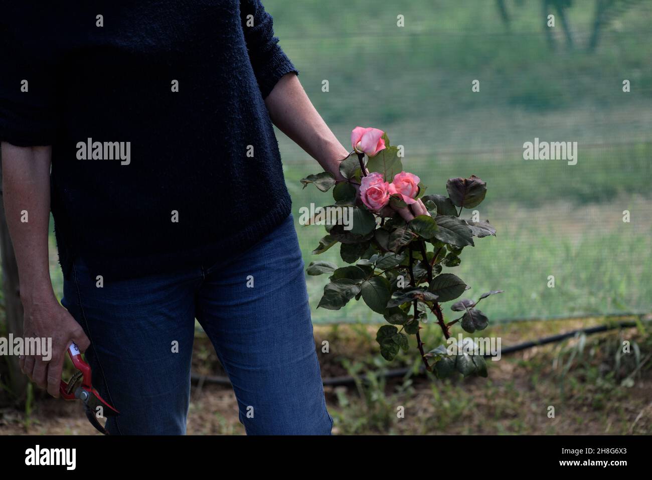 Picking your own roses at Cape Town's Chart Farm in the South African