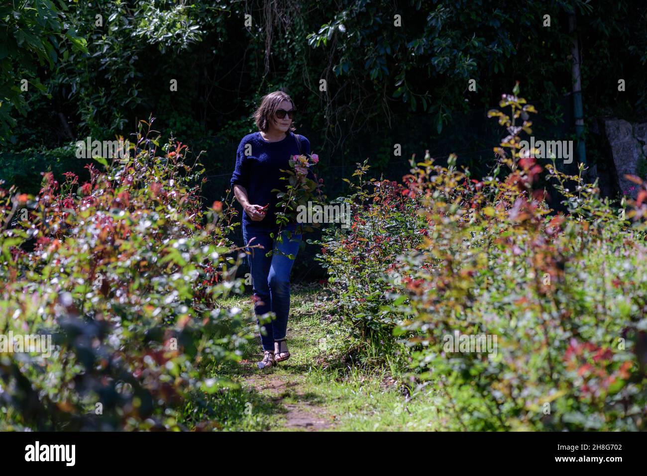 Picking your own roses at Cape Town's Chart Farm in the South African
