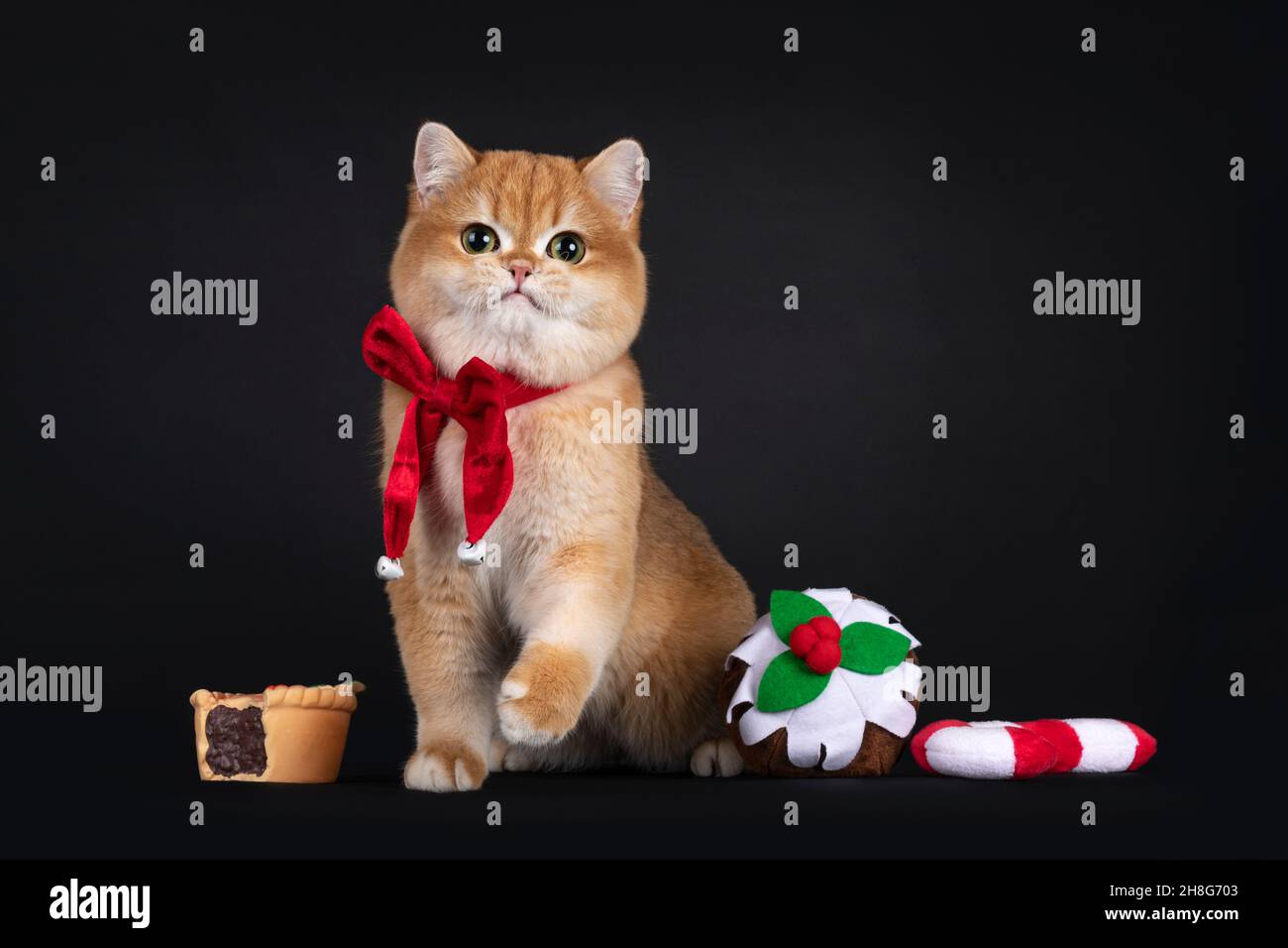 Excellent golden shaded British Shorthair cat kitten, sitting up facing front inbetween christmas treats shaped toys. Wearing a red velvet bow tie. Lo Stock Photo