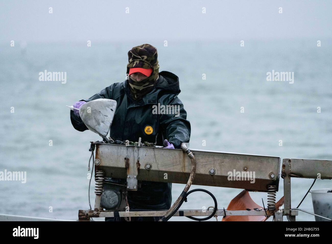 Delta del Po, Scardovari, Italy, November 26, 2021 - Fisherwomen and fishermen works in Sacca degli Scardovari Stock Photo