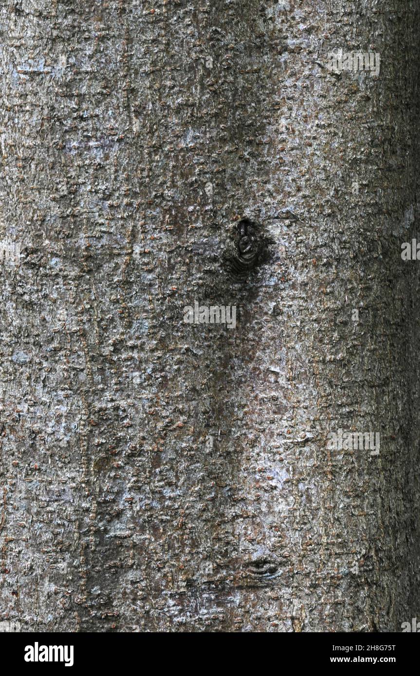 Portrait detail of horse chestnut tree bark. Dorset, UK Stock Photo Alamy