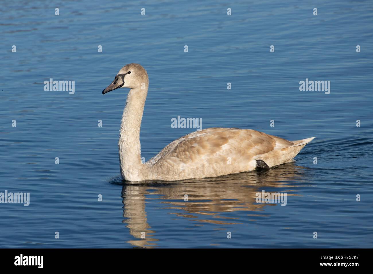 Young gray swan swimming on a lake Stock Photo