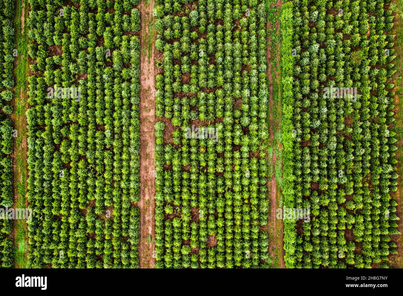 Top view of the afforestation of the area. Tree population restoration ...