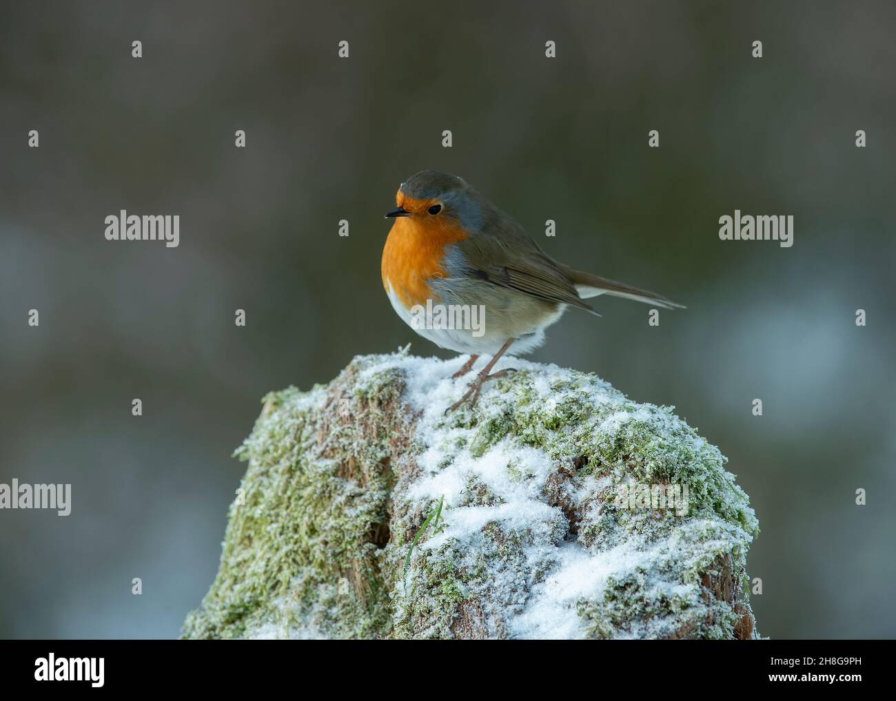 Robin (Erithacus rubecula), perched on snow covered stump, Dumfries, SW Scotland Stock Photo