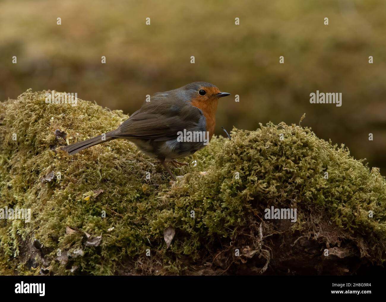 Robin (Erithacus rubecula), in woodland setting, Dumfries, SW Scotland Stock Photo