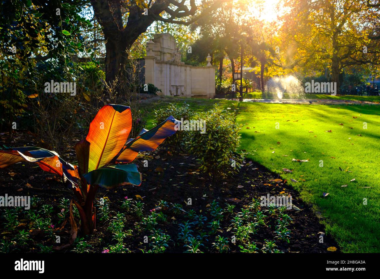 Sunlight shines through leaves in Victoria Embankment Gardens Stock Photo