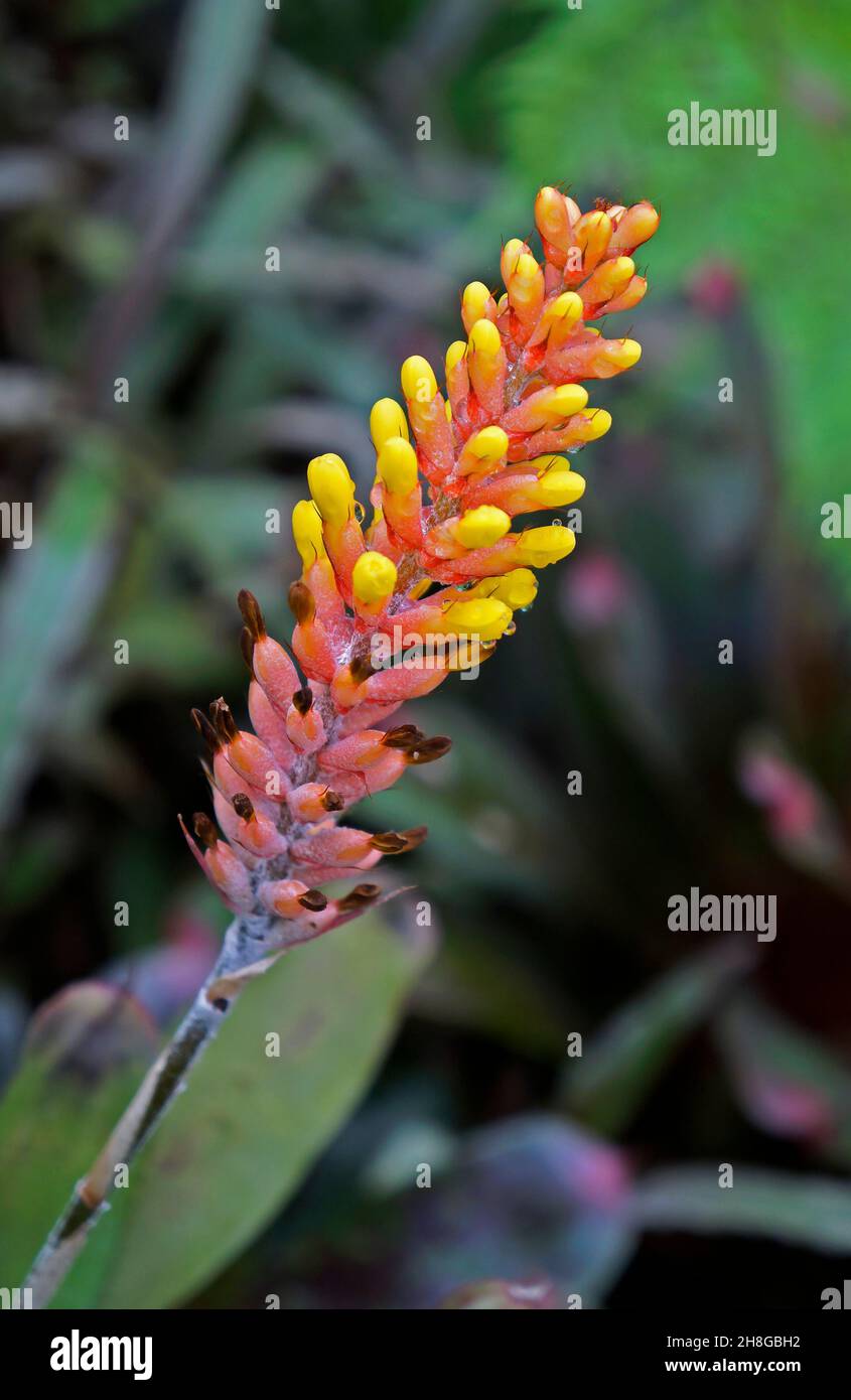 Yellow bromeliad inflorescence on tropical garden Stock Photo