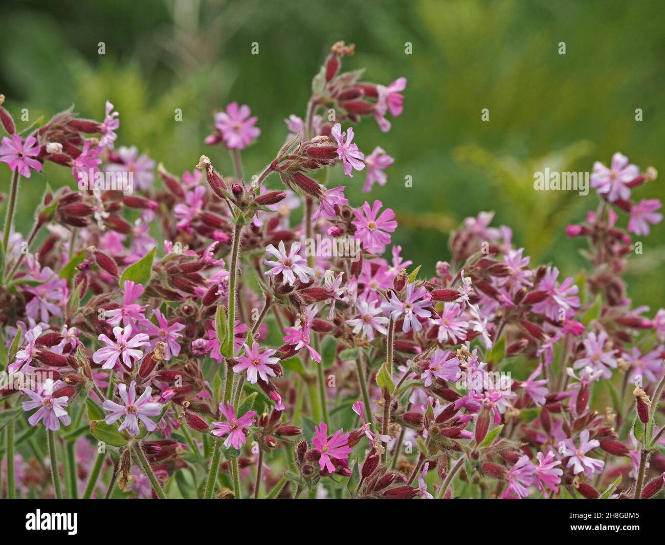 profusion of dazzling pink flowers of Red Campion (Silene dioica) growing wild on seashore - Mainland Orkney, Scotland,UK Stock Photo