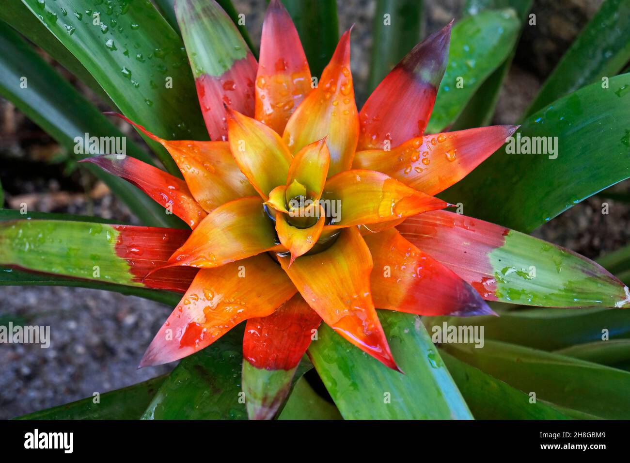 Bromeliad flower on tropical garden (Guzmania lingulata) Stock Photo