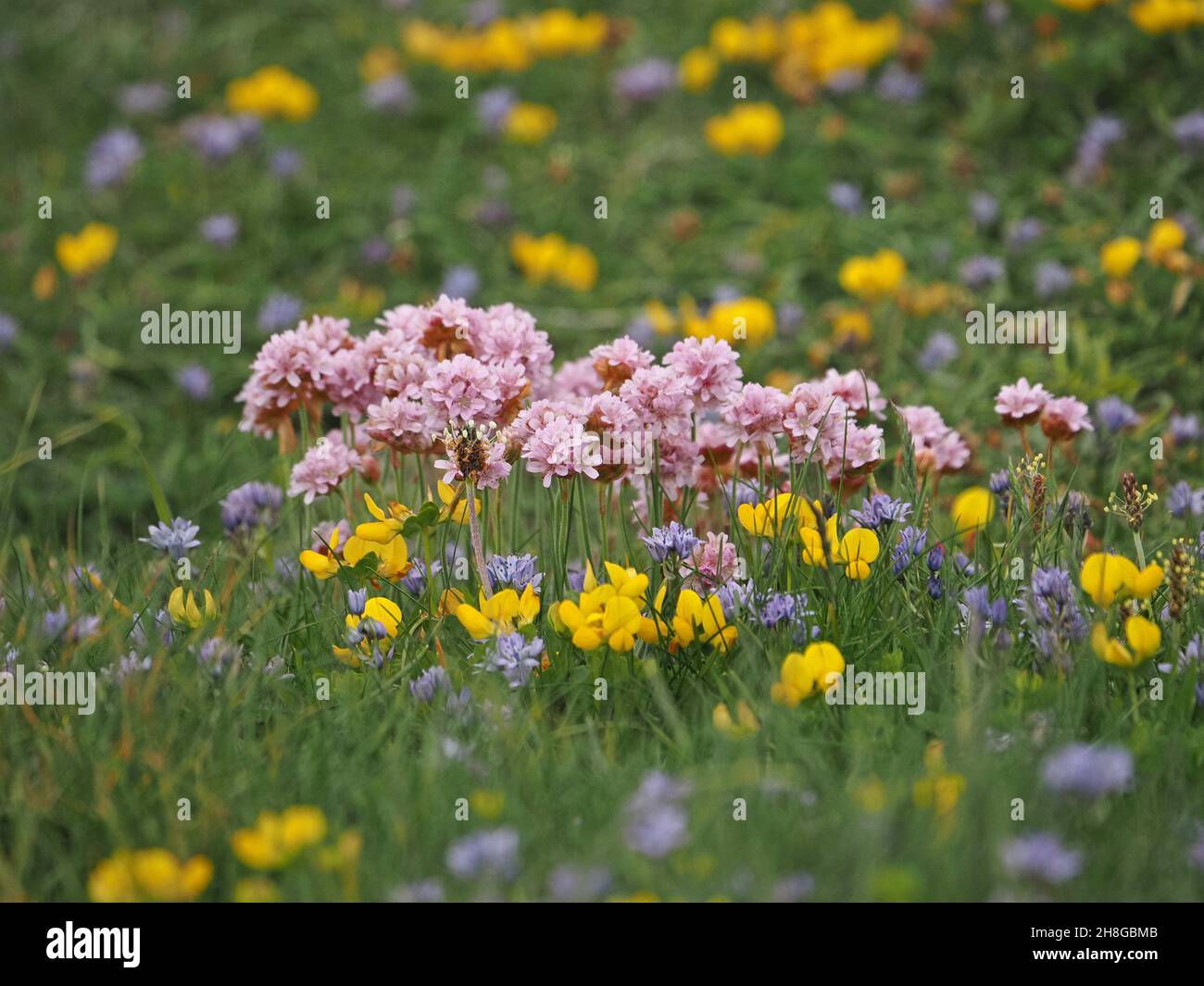 Pink flowers of Sea Thrift (Armeria maritima) above yellow Birdsfoot