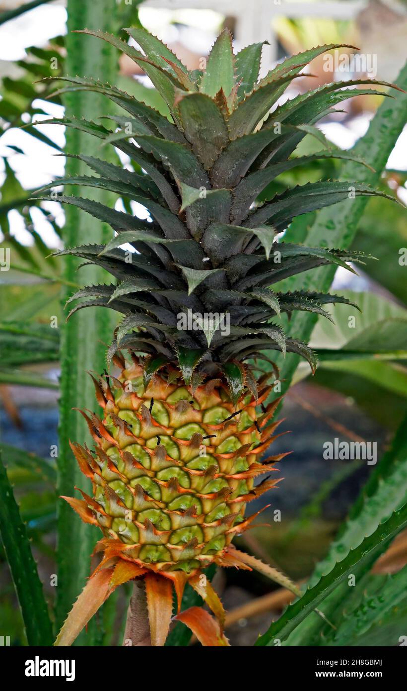 Ornamental pineapple on tropical garden, Rio Stock Photo