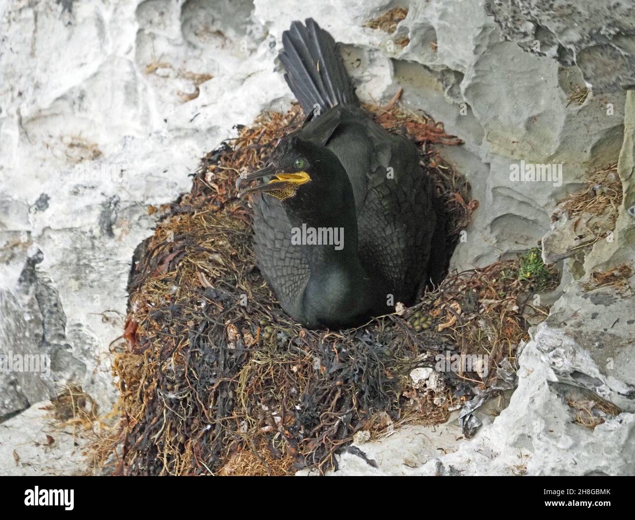 European shag or common shag (Phalacrocorax aristotelis) with yellow gape sitting on nest of seaweed on cliff ledge Mainland Orkney, Scotland,UK Stock Photo