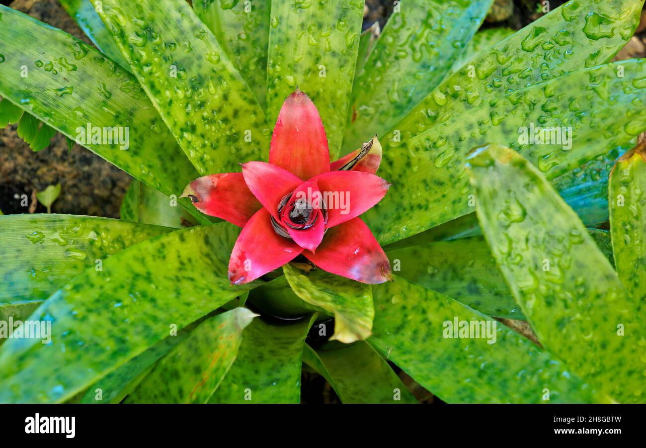Bromeliad (Nidularium rutilans) on tropical garden Stock Photo