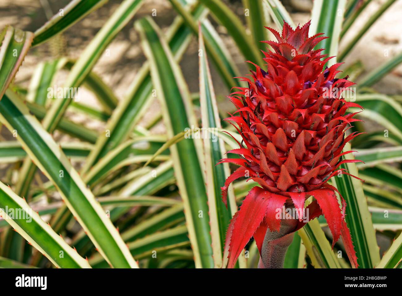 Ornamental pineapples on tropical garden, Rio Stock Photo