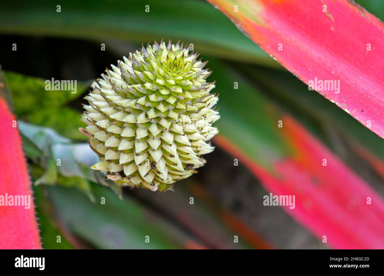 Bromeliad inflorescence (Aechmea pectinata) on tropical forest, Rio Stock Photo