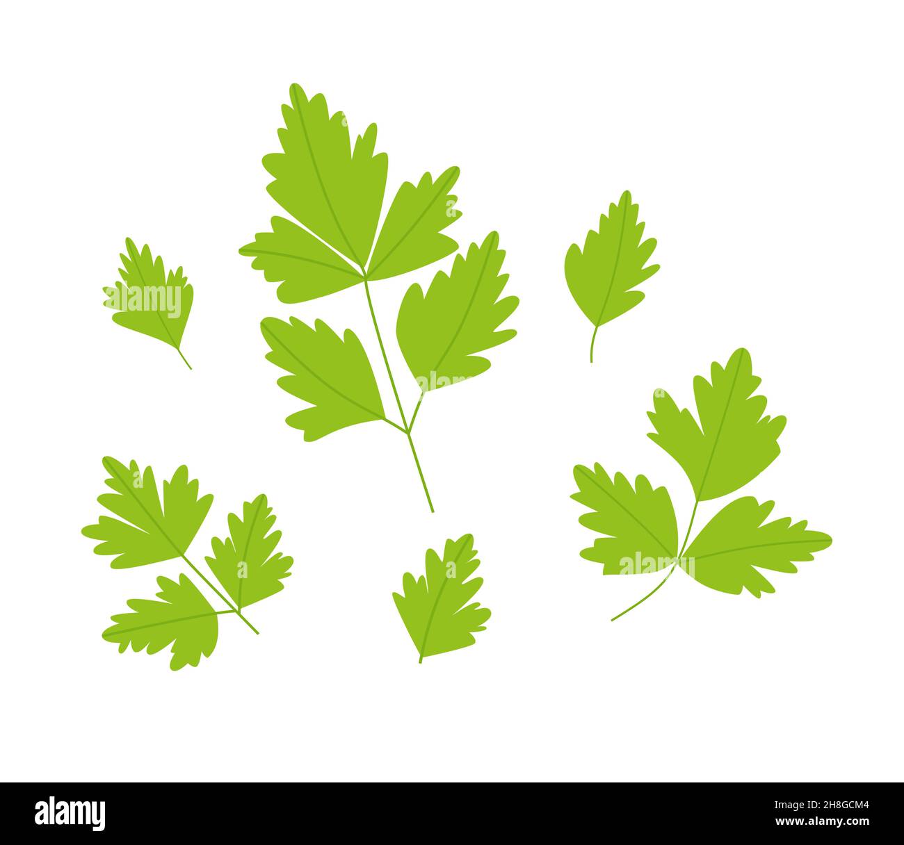 Parsley leaf set. Green parsley leaves. Vector illustration of a plant
