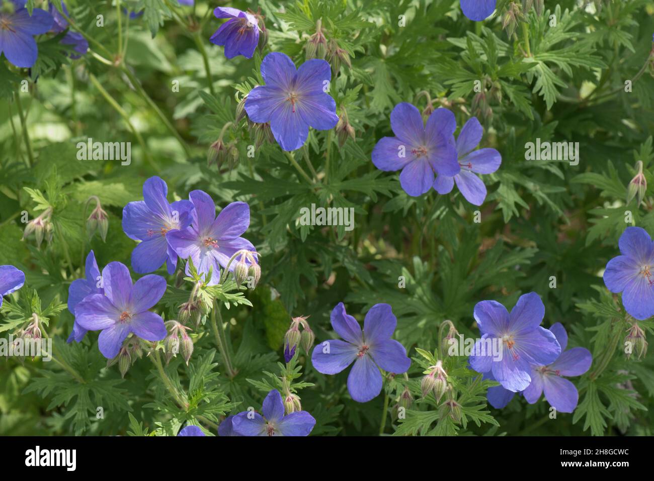 Geranium 'Johnson's Blue' (Geranium x johnsonii) blue flowers and deeply cut, dissected leaves on a perennial garden plant, Berkshire, June Stock Photo