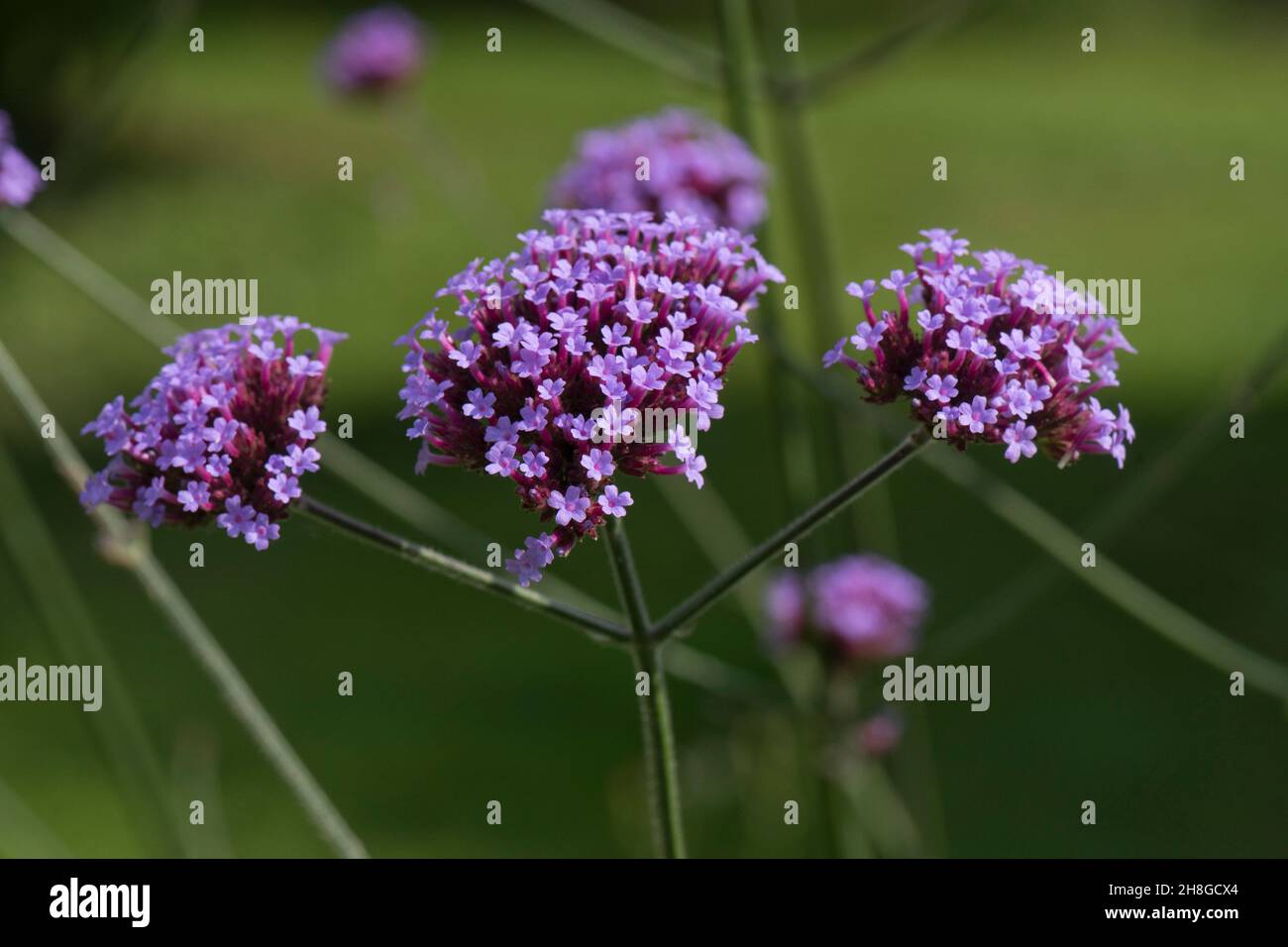 Purple vervain (Verbena bonariensis) rose-purple flower head of tall ornamental garden plant, Berkshire, August Stock Photo