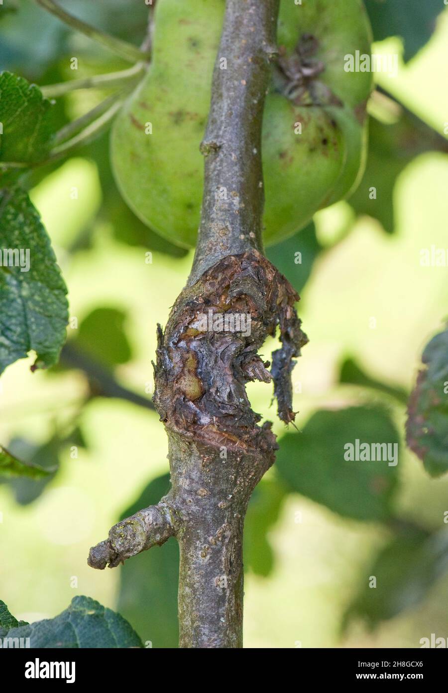 Apple canker (Neonectria ditissima) severe lesion on small apple tree branch in summer, Berkshire, August Stock Photo
