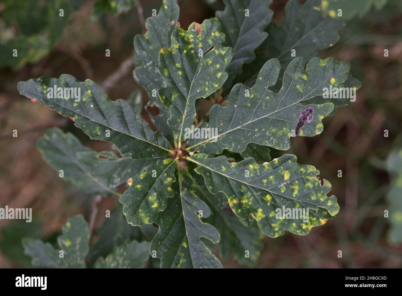 Damage to the upper surface of an oak leaf by a spangle gall, cynipid wasp (Neuroterus quercusbaccarum) infestation on the lower surface, Berkshire Stock Photo