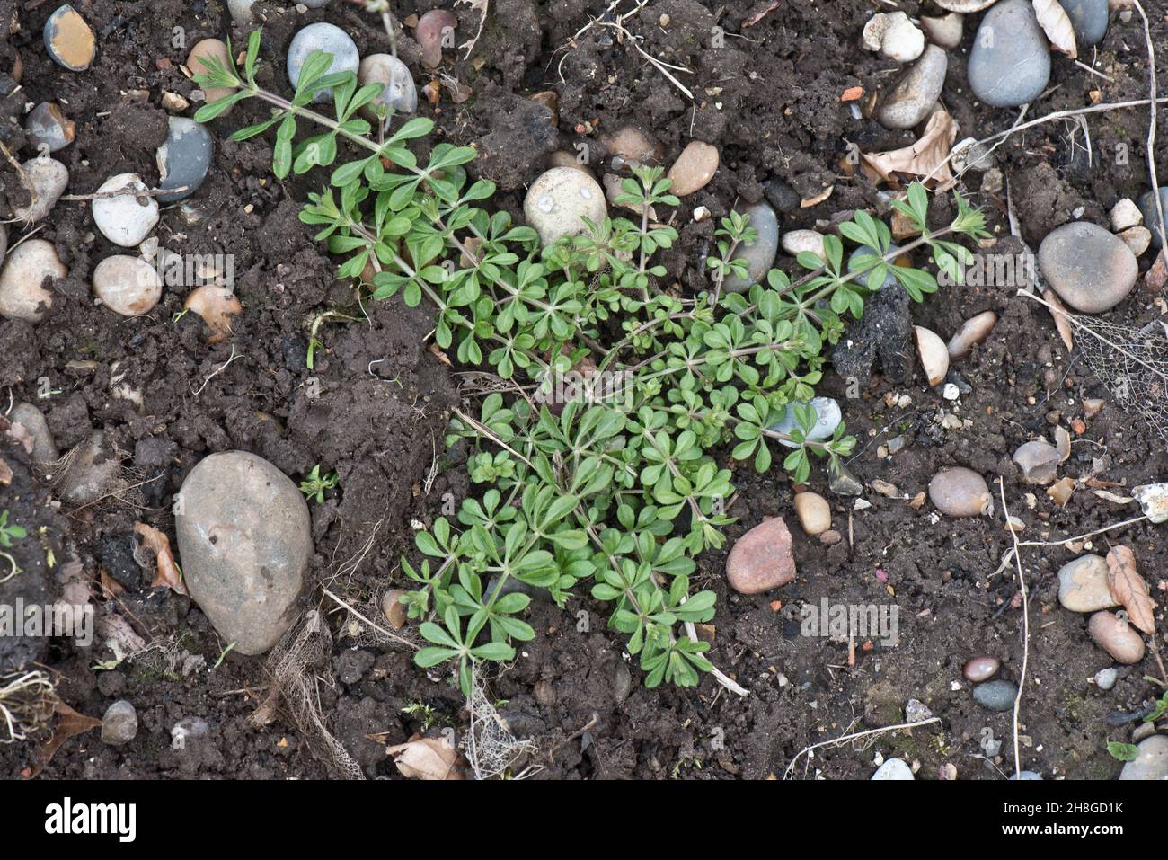 Cleavers (Galium aparine) prostrate plant on soil, importand arable and garden weed, Berkshire, March Stock Photo