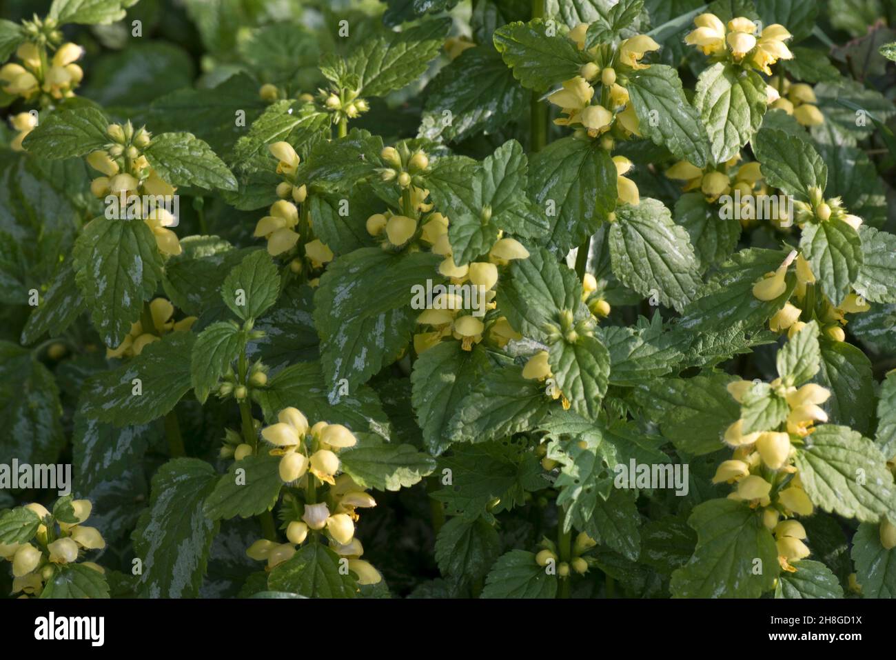 Yellow archangel (Lamium galeobdolon) flowering with slightly variegated leaves (X variegatum) a naturulised garden plant and weed, April Stock Photo