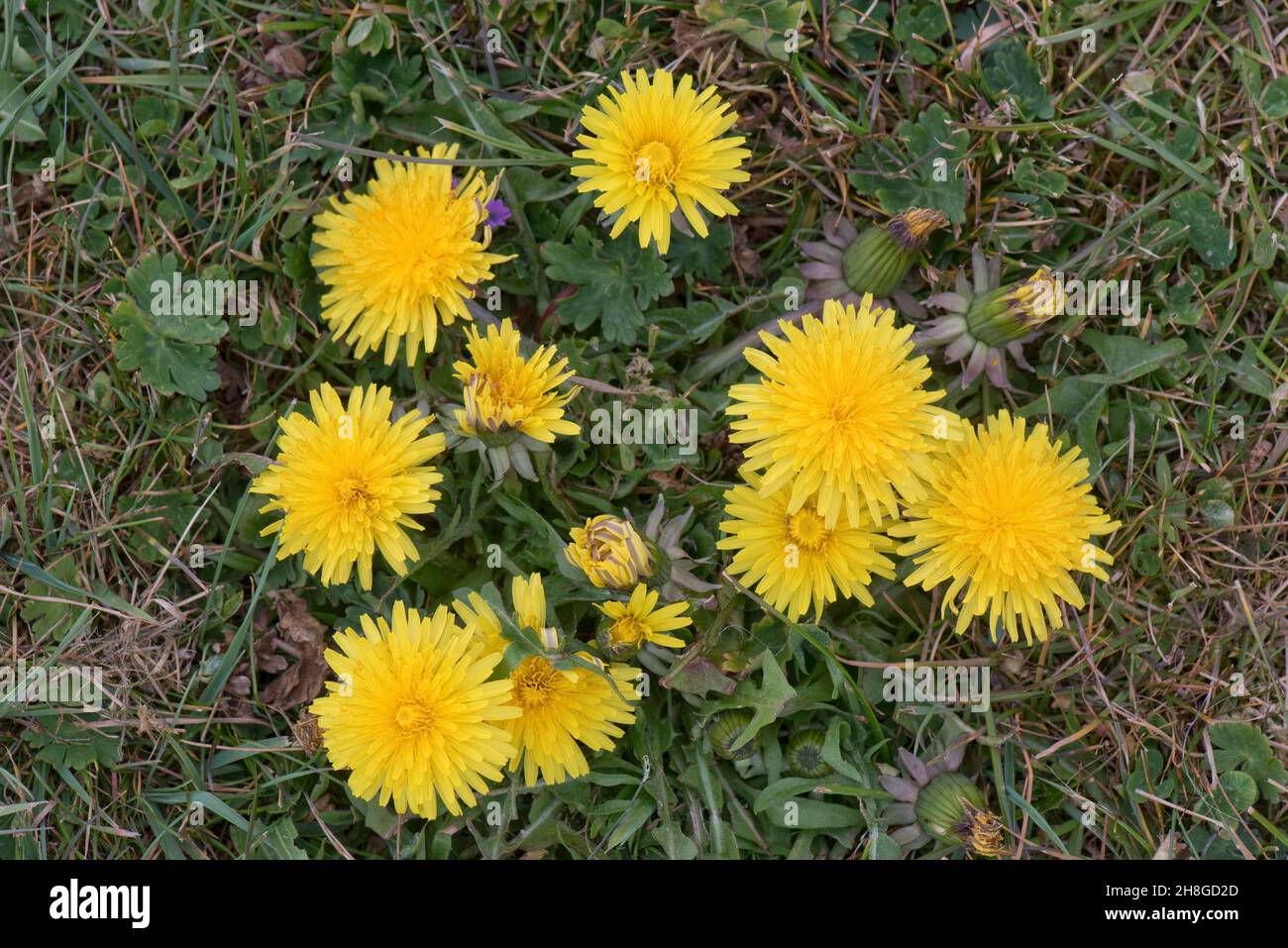 Stunted dandelion (Taraxacum officinale) leaf rosette and yellow flowers in short mown grassland, Berkshire, May Stock Photo