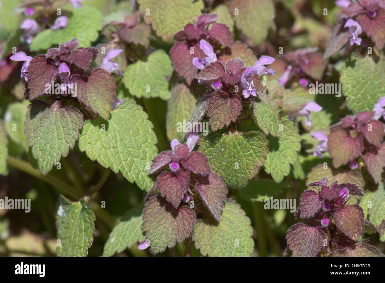 Red dead-nettle (Lamium purpureum) pink  purple flowers and leaves of flowering annual weeds, Berkshire, April Stock Photo