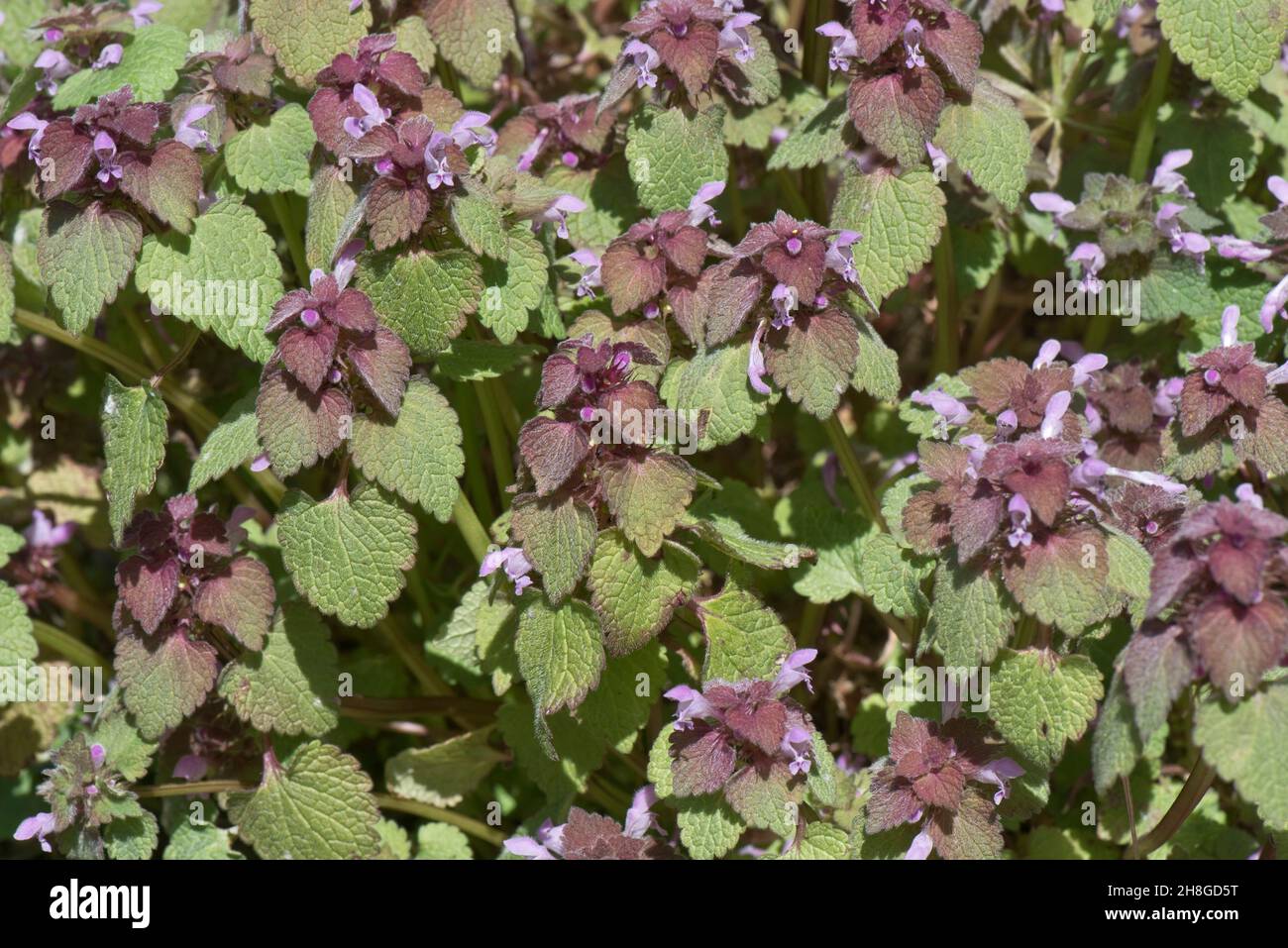 Red dead-nettle (Lamium purpureum) pink  purple flowers and leaves of flowering annual weeds, Berkshire, April Stock Photo