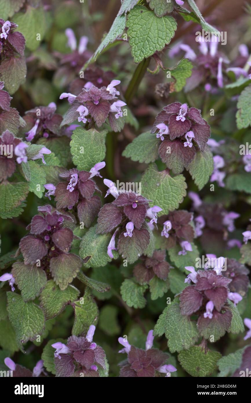 Red dead-nettle (Lamium purpureum) pink  purple flowers and leaves of flowering annual weeds, Berkshire, April Stock Photo