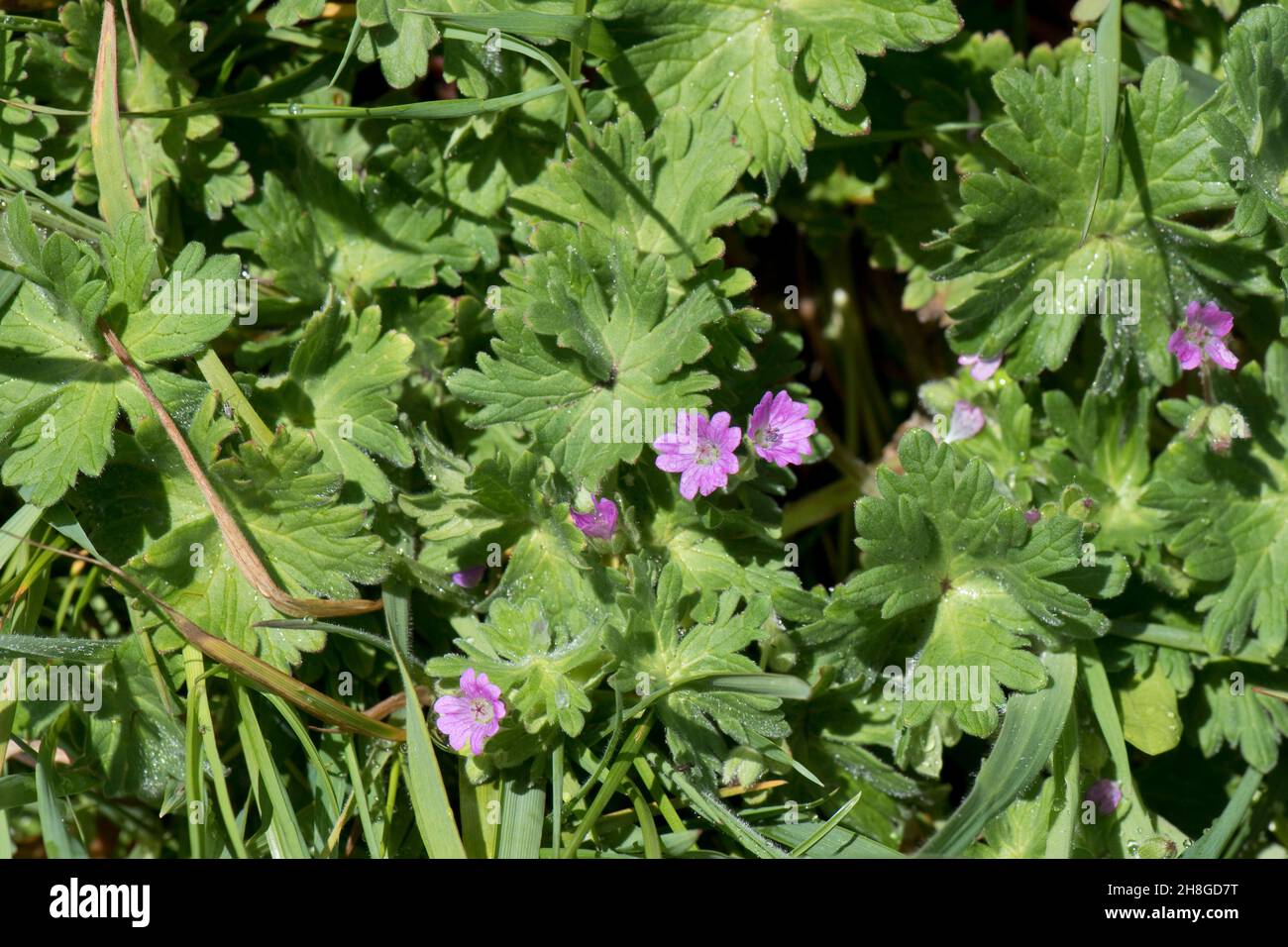 Dove's-foot cranesbill or dovesfoot geranium (Geranium molle) leaves and pink flowers of annual herbaceous plant, Berkshire, May Stock Photo
