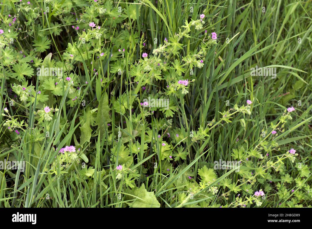 Dove's-foot cranesbill or dovesfoot geranium (Geranium molle) leaves and pink flowers of annual herbaceous plant, Berkshire, June Stock Photo