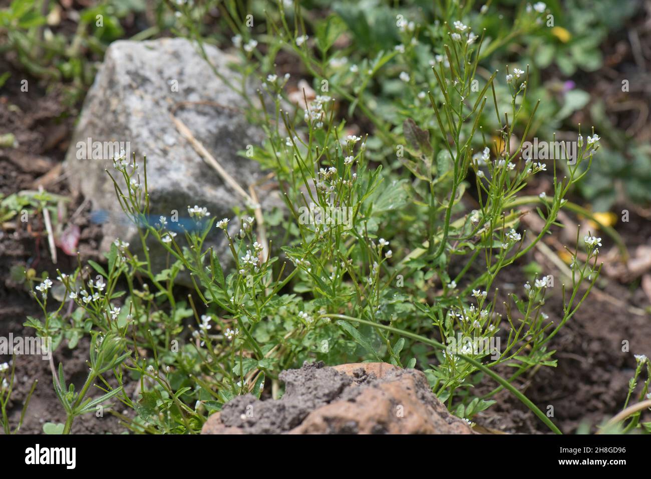 Hairy bittercress (Cardimine hirsuta) flowering herbaceous weed in garden flowerbed, Berkshire, May Stock Photo