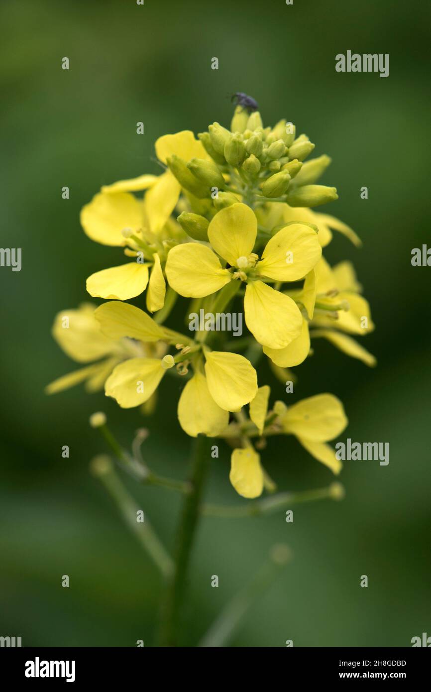 Raceme of yellow flowers of charlock (Sinapis arvensis) with four petals and spreading sepals, an annual arable weed, Berkshire, June Stock Photo