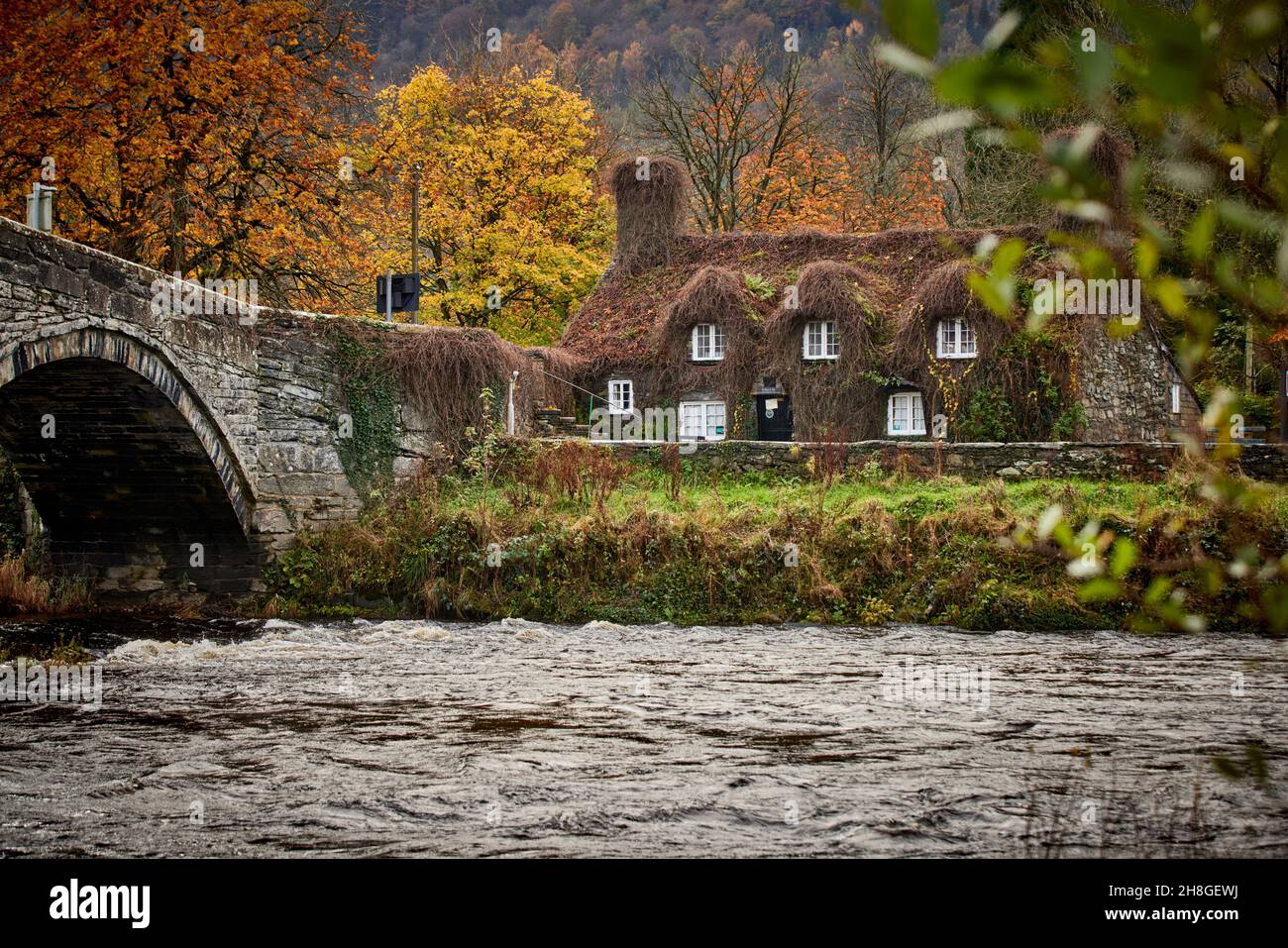 Ivy covered cottage house tearoom known as Ty Hwnt i'r Bont on the River Conwy near Llanrwst in Snowdonia, Gwynedd, north Wales Stock Photo
