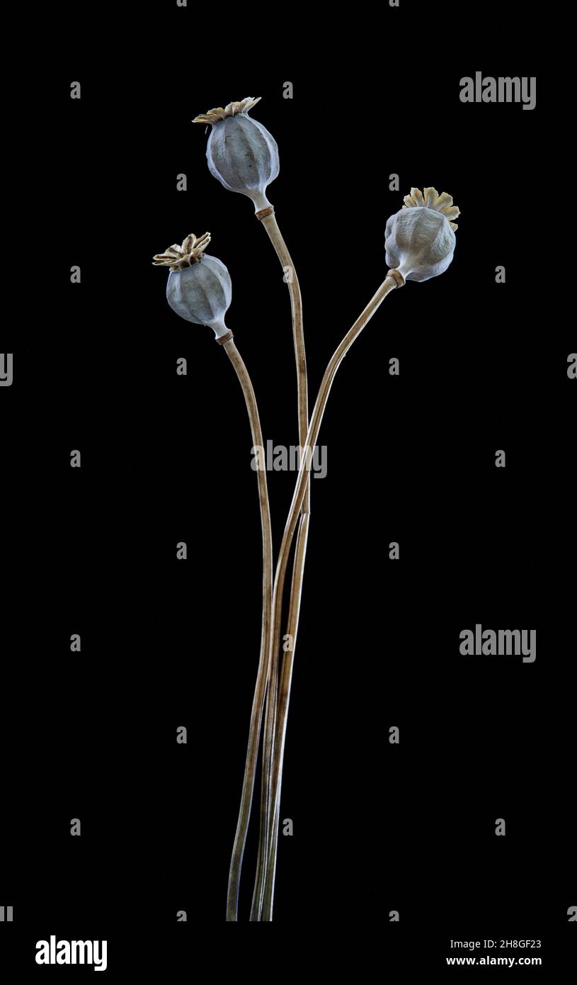 Poppy Seed Heads Stock Photo Alamy