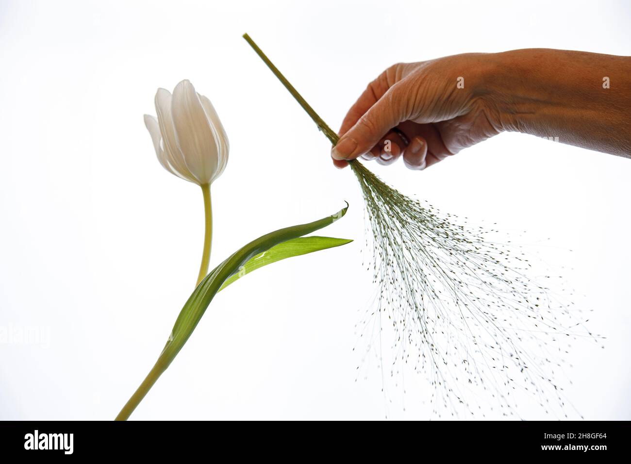 Tulip being offered brush for sweeping like Cinderella Stock Photo